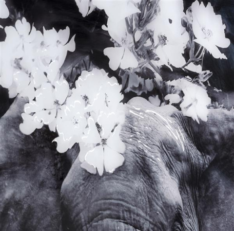 COCO MAISON Obraz flower elephant 100x68cm COCO MAISON Obraz flower elephant 100x68cm